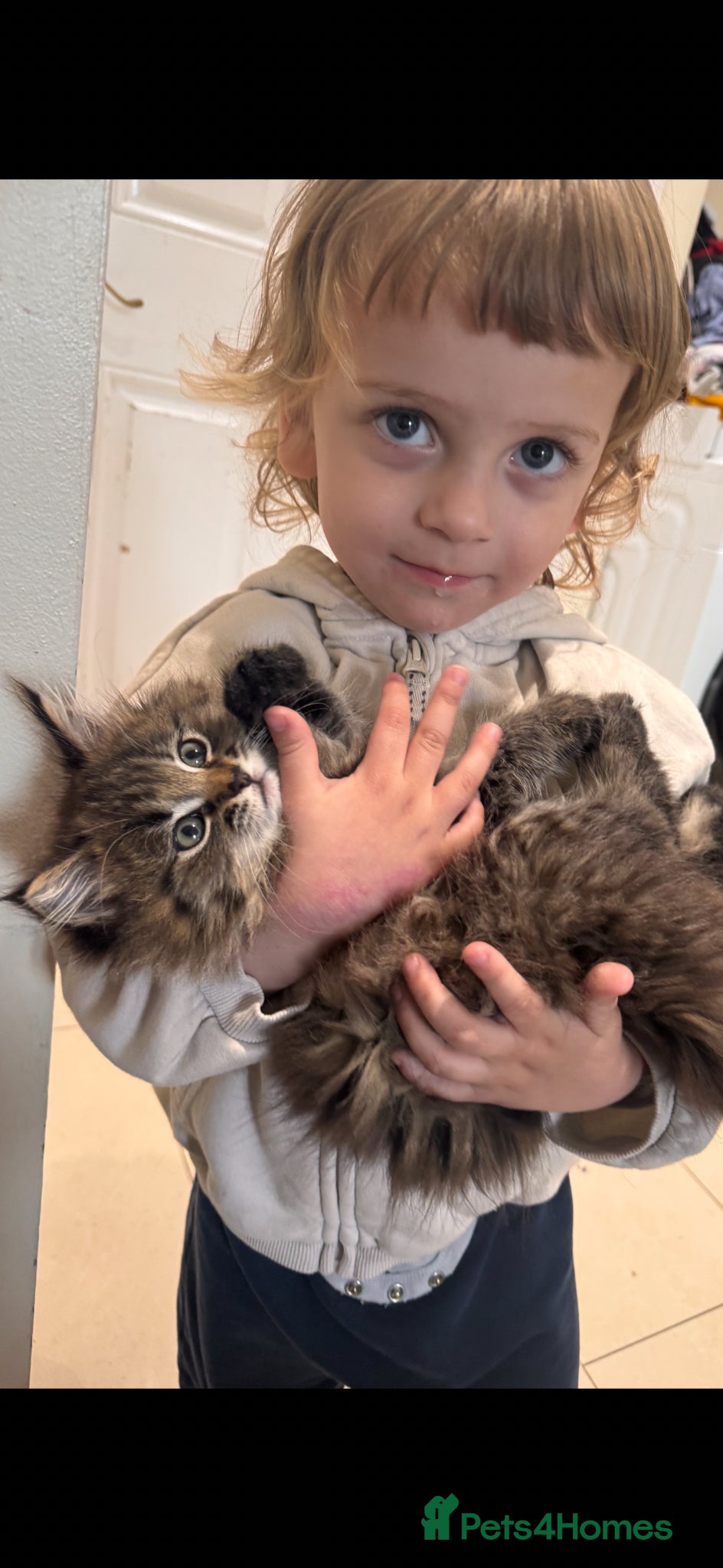 Mixed Breed cats Rare mackerel Maine coon x Ragdoll GCCF reg parent - Advert 1