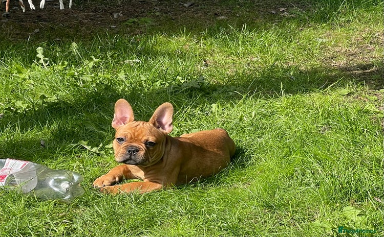 French Bulldog dogs - Advert 15