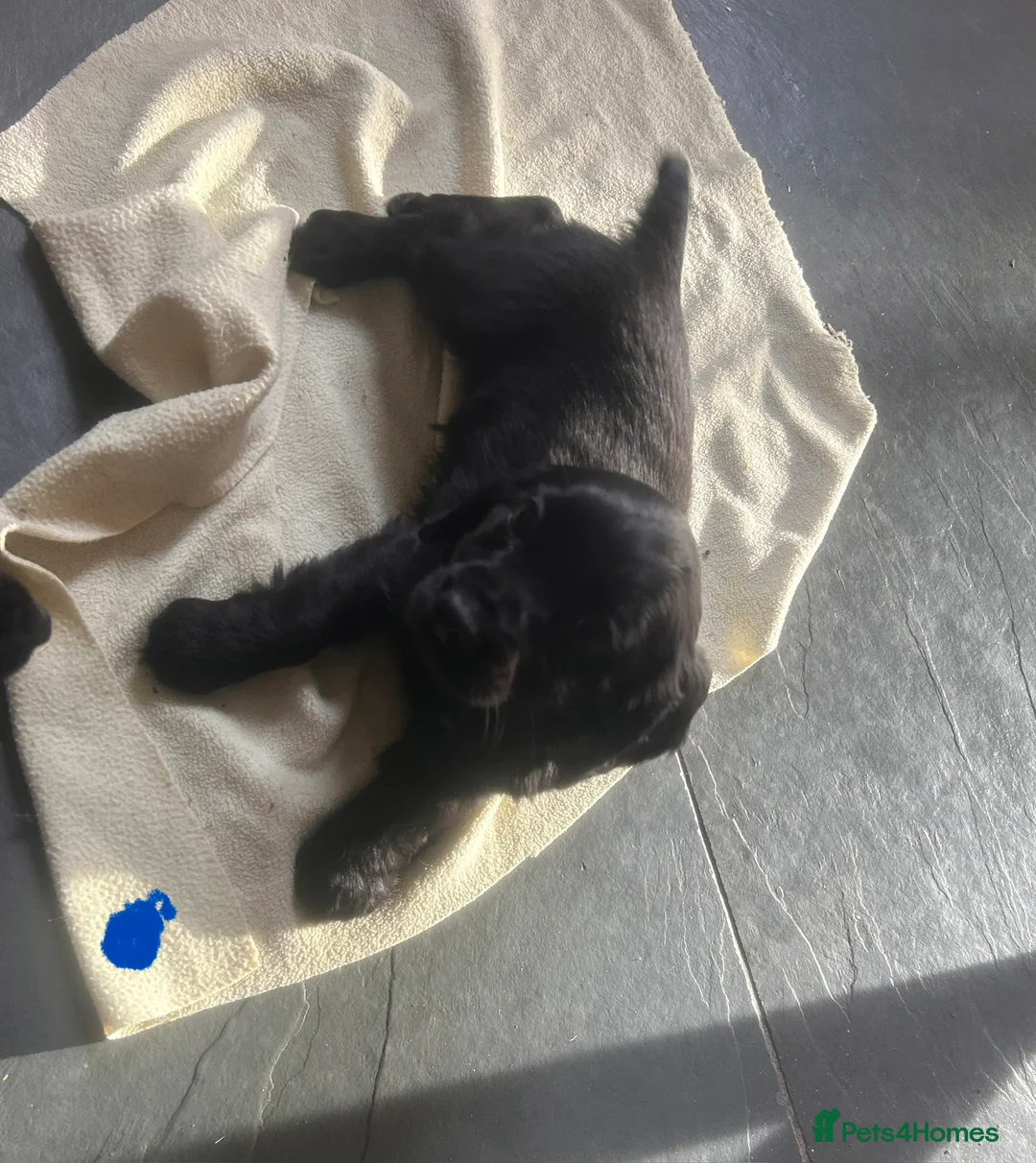 Cocker Spaniel dogs for sale: KC Registered Black Cocker Spaniels - Advert 14