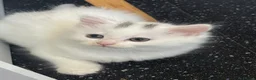 British Longhair cats for sale: Gorgeous Pure White Kitten Ready to Leave - Advert 3