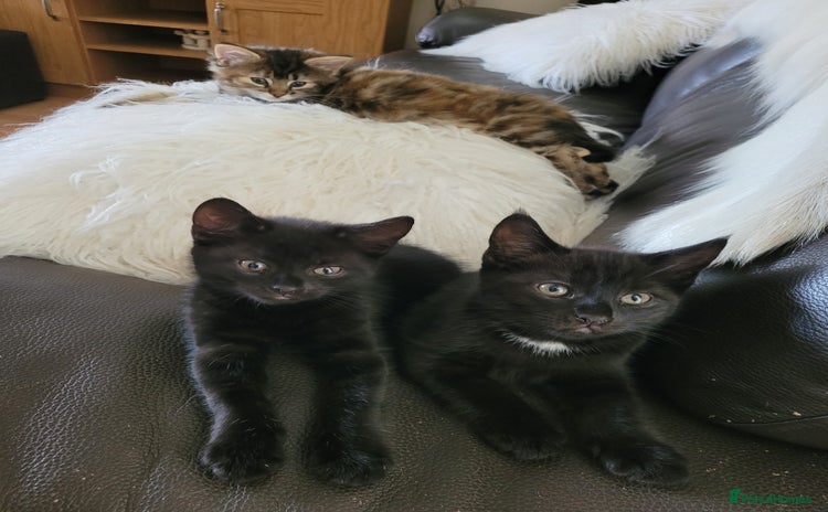 Domestic Shorthair cats - Advert 1