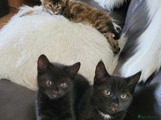 Domestic Shorthair cats - Advert 6