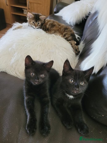 Domestic Shorthair cats - Advert 13