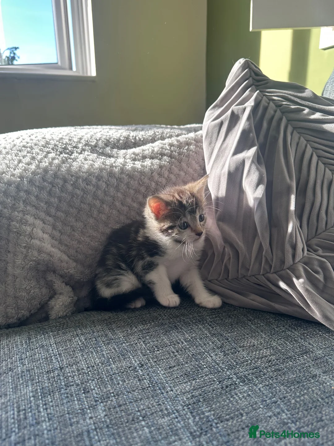 Mixed Breed cats for sale: 5 beautiful black tie/ ragdoll kittens for sale  - Advert 2