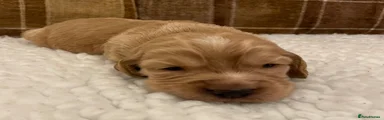 Cocker Spaniel 3