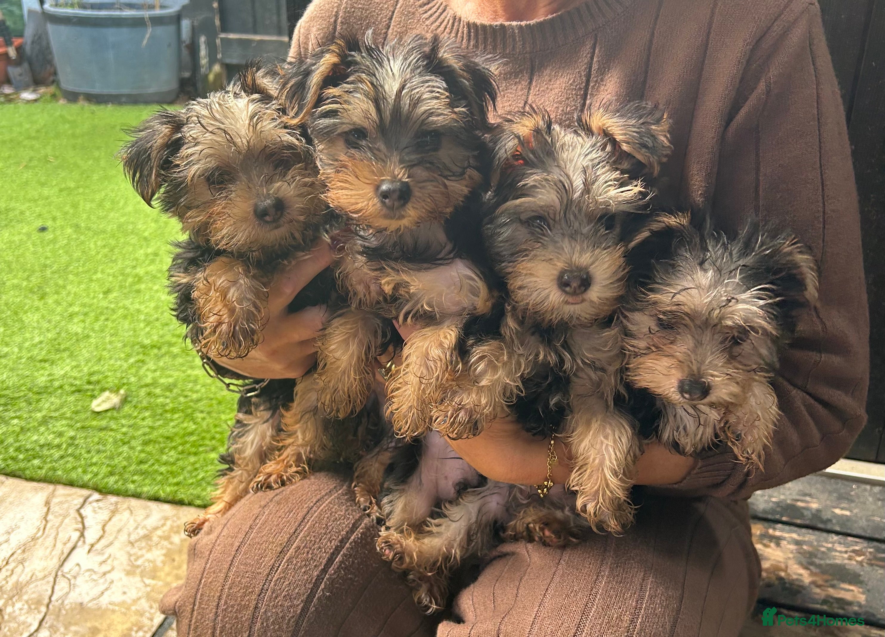 Yorkshire Terrier dogs Yorkshire terriers 1 boy 3 girls - Advert 12