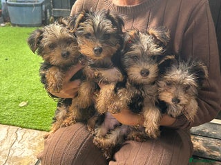 Yorkshire Terrier dogs - Advert 5