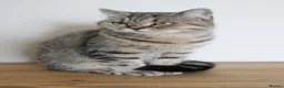 British Shorthair cats for sale: Stunning Active female - Advert 10