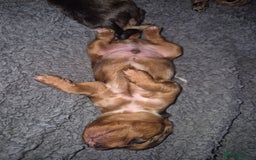 Mixed Breed dogs for sale: Cockapoochis For Sale - Image 6