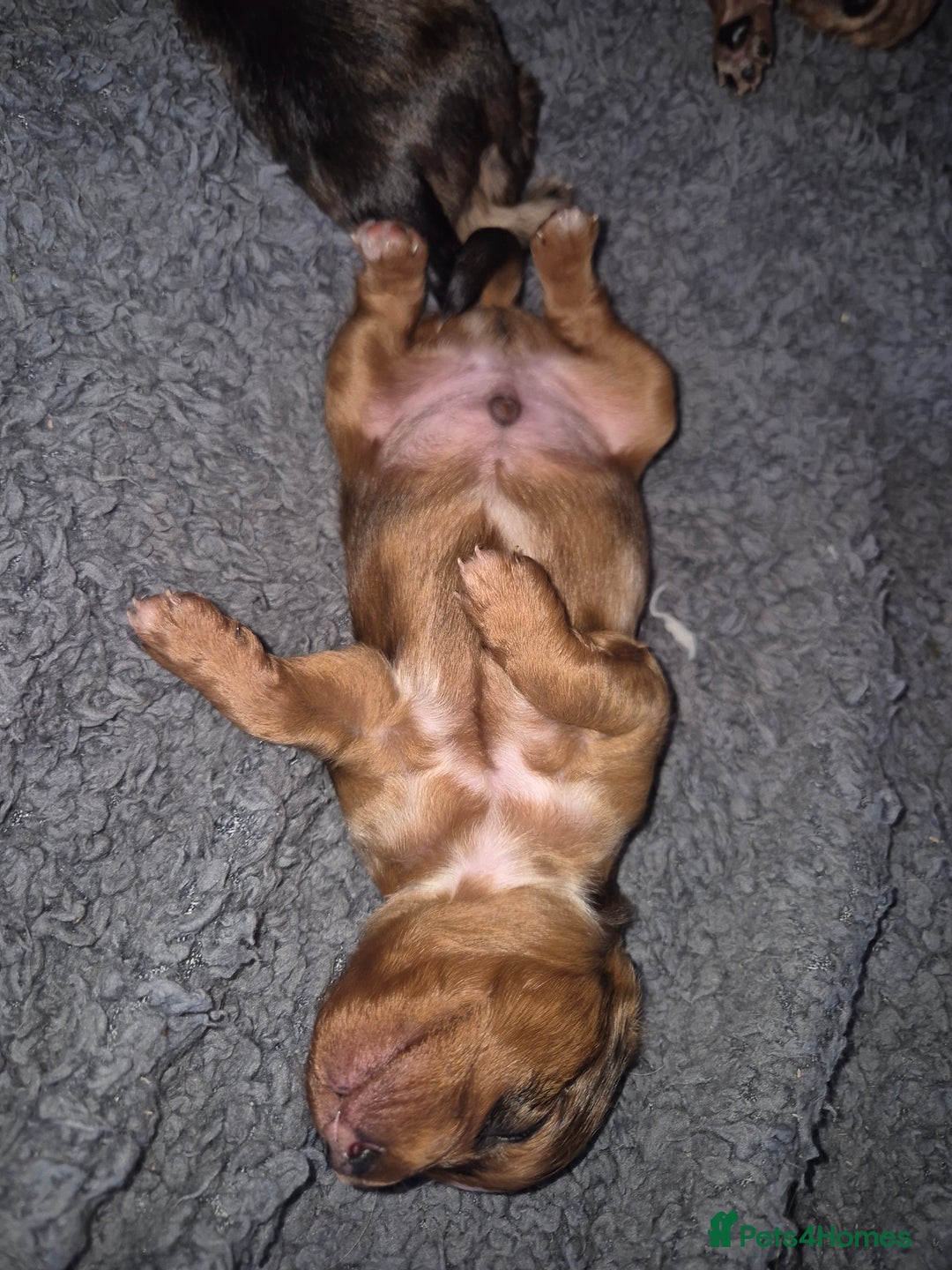 Mixed Breed dogs for sale: Cockapoochis For Sale - Image 6