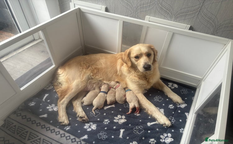 Golden Retriever dogs Golden retriever puppies  - Advert 16