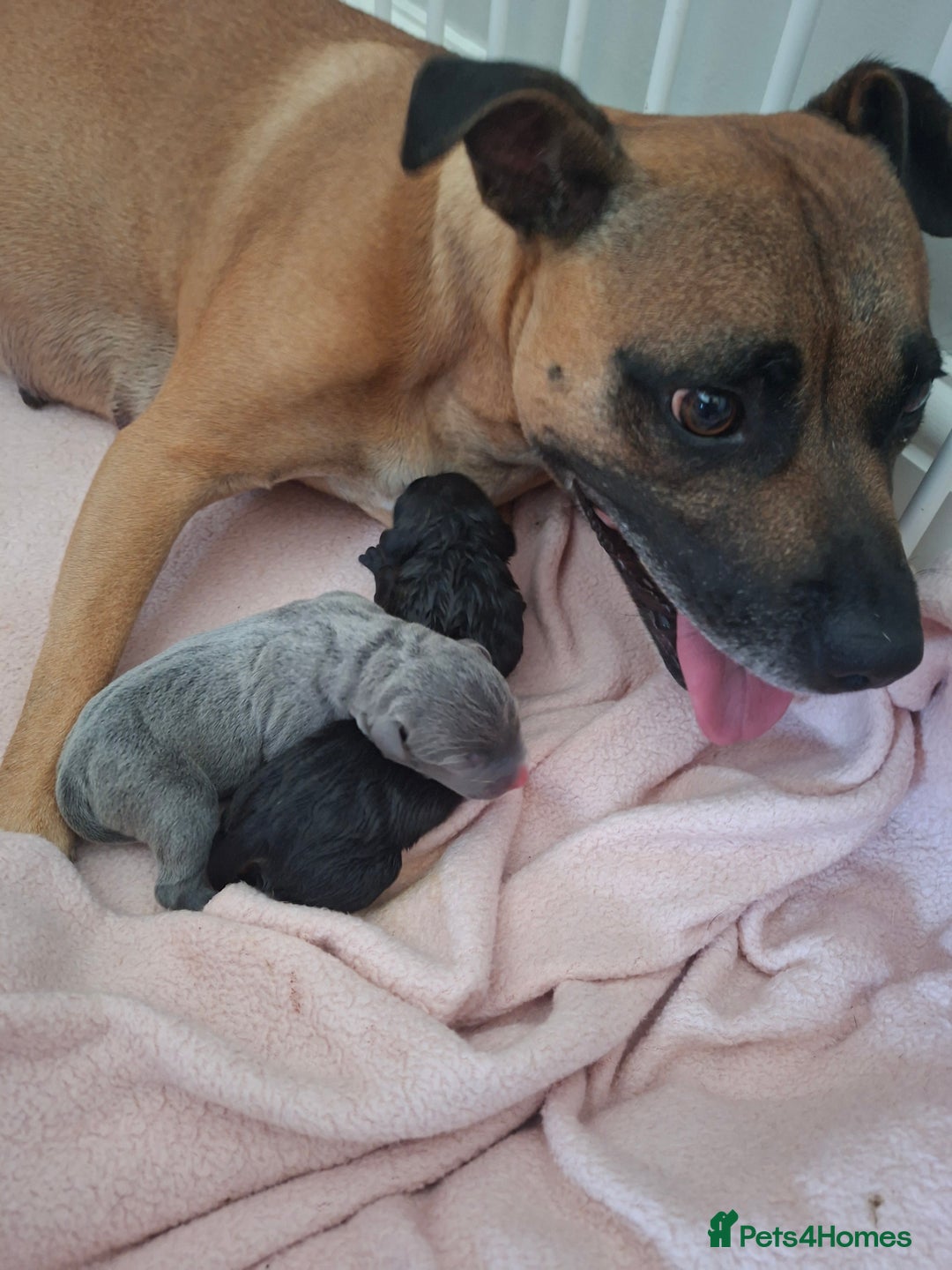 Staffordshire Bull Terrier dogs for sale: Staffy pups ready 26th august 2 brindle 3 blue - Image 20