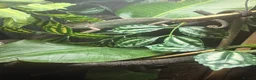 Chameleon reptiles for sale: Yemen Chameleons  - Advert 2