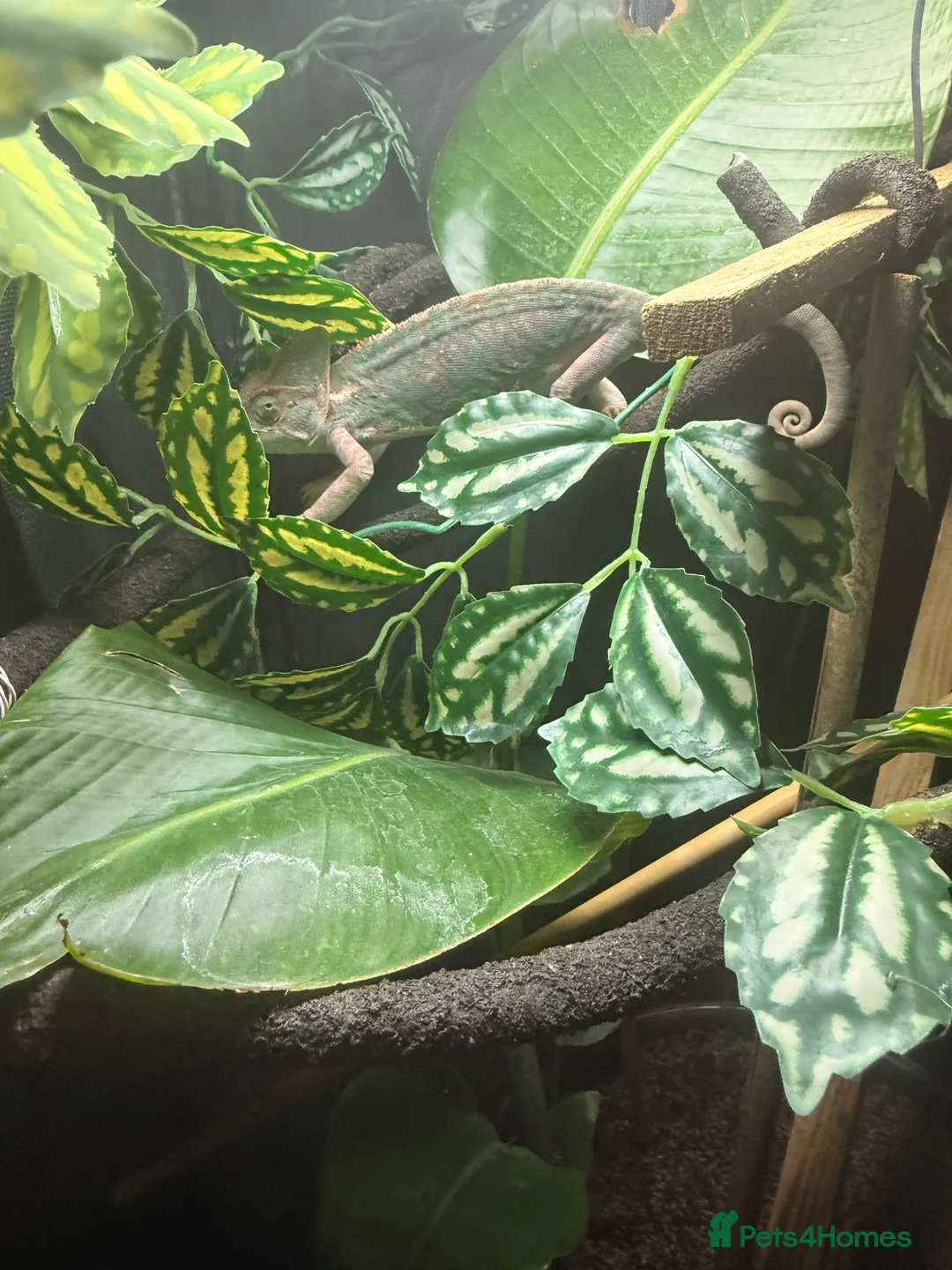 Chameleon reptiles for sale: Yemen Chameleons  - Advert 2