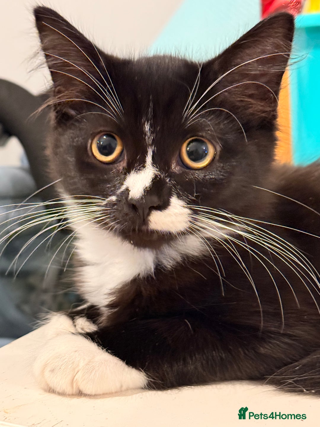 Domestic Shorthair cats for sale: for sale - Advert 2