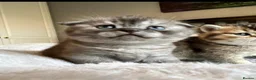 British Shorthair cats for sale: British Shorthair Kittens – Reservation Open - Advert 2