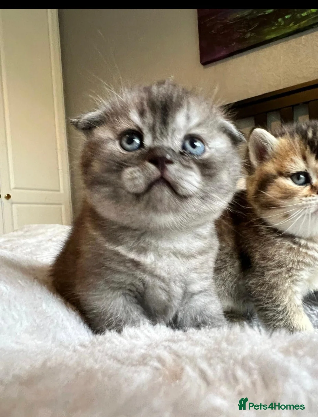 British Shorthair cats for sale: British Shorthair Kittens – Reservation Open - Advert 2