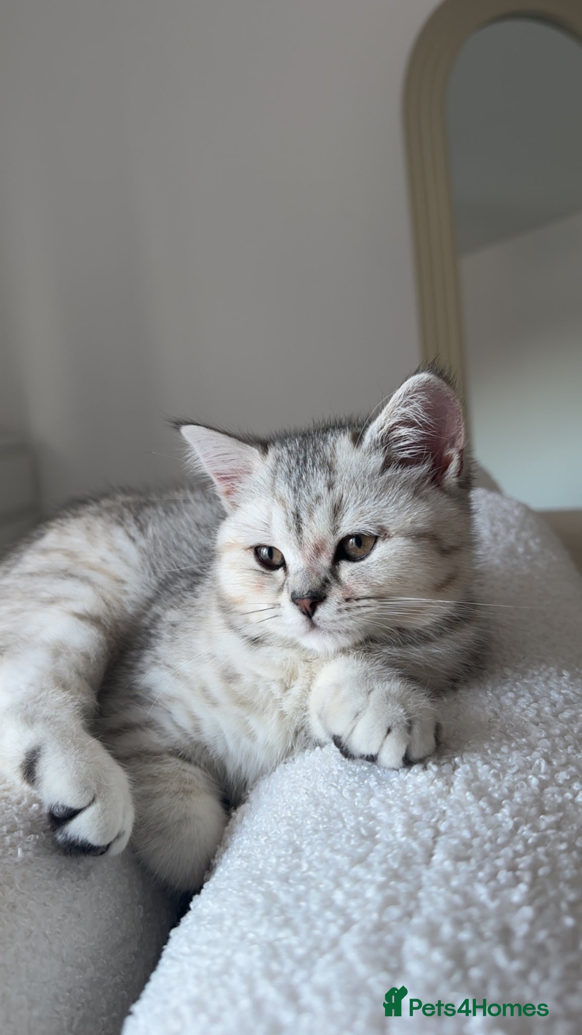 Scottish Fold cats Rare Scottish fold - Advert 1