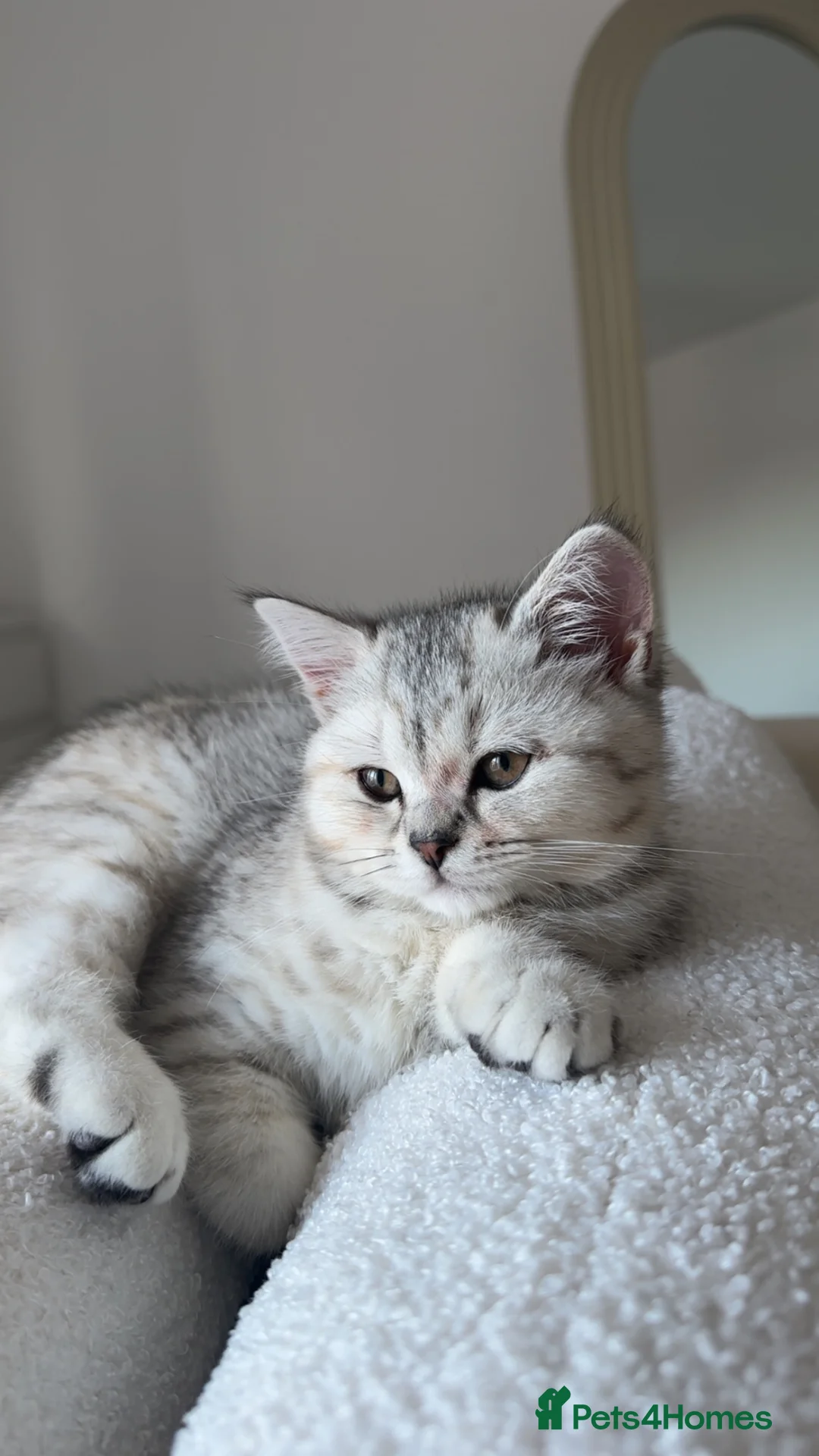 Scottish Fold cats for sale: Rare Scottish fold - Advert 1