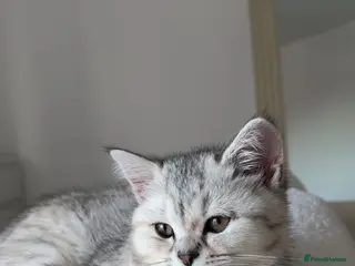 Scottish Fold cats Rare Scottish fold - Advert 1