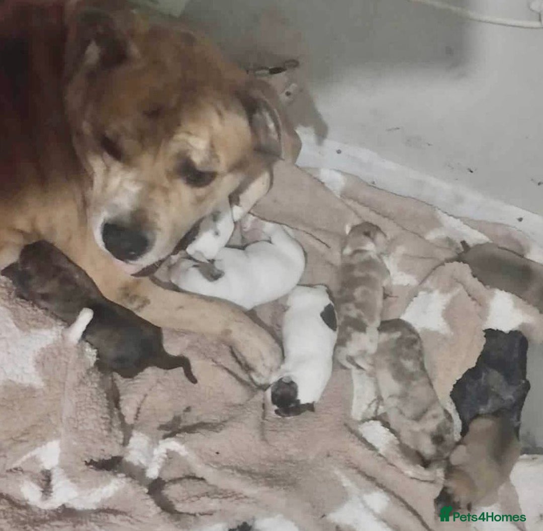 Mixed Breed dogs for sale: American akita  - Advert 4