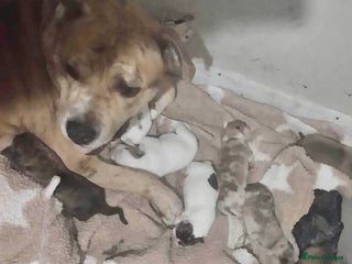 Mixed Breed dogs American akita - Advert 14