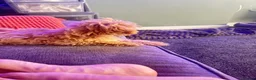 Maltipoo dogs for sale: ❤️ Beautiful Red Mini Maltipoo  ❤️ in Worcester - Advert 7