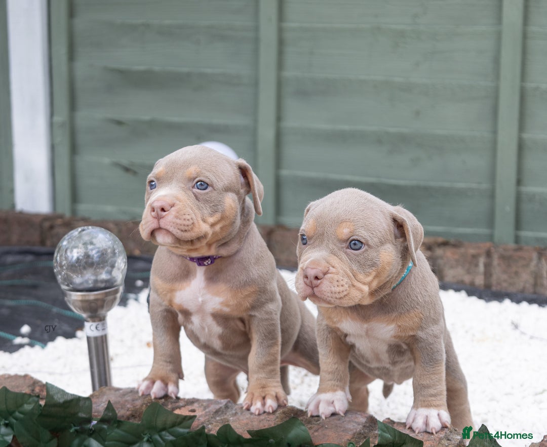 American Bully dogs for sale: American Bully Pocket  - Image 4