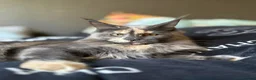 Maine Coon cats for sale: Beautiful litter of 7 Maine Coon kittens  - Advert 6