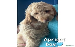 Cockapoo dogs for sale: F2B Cockapoos🐾2 left ready to leave🏡 in Leeds - Image 1