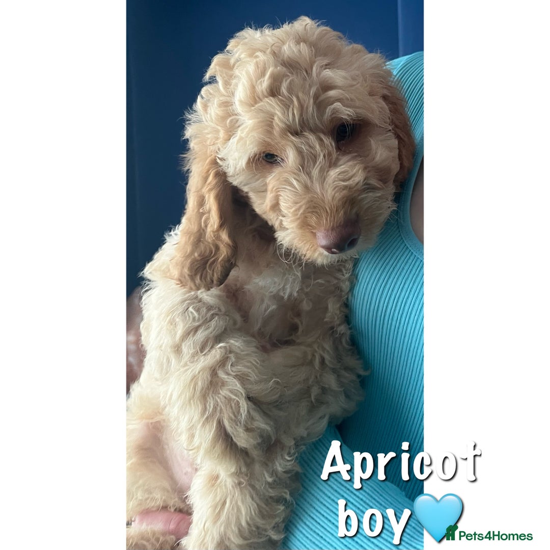 Cockapoo dogs for sale: F2B Cockapoos🐾2 left ready to leave🏡 in Leeds - Image 1
