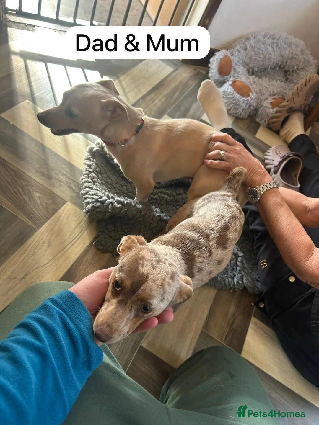 Jack Russell dogs for sale: Jack Russell  - Advert 6