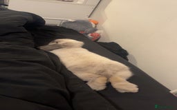 Mini Lop rabbits for sale: House trained female mini lop rabbit & full setup - Image 3