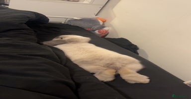 Mini Lop rabbits - Advert 3