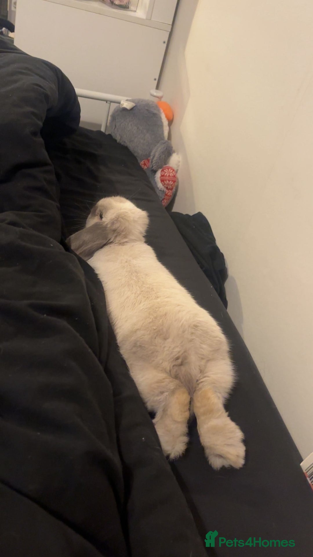 Mini Lop rabbits for sale: House trained female mini lop rabbit & full setup - Image 3