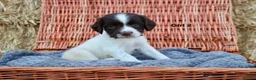 English Springer Spaniel dogs for sale: 1 boy left. Heath Tested Springer Spaniel Pups - Advert 34
