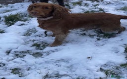 Cocker Spaniel dogs for sale: Stunning cocker spaniels for sale - Image 14