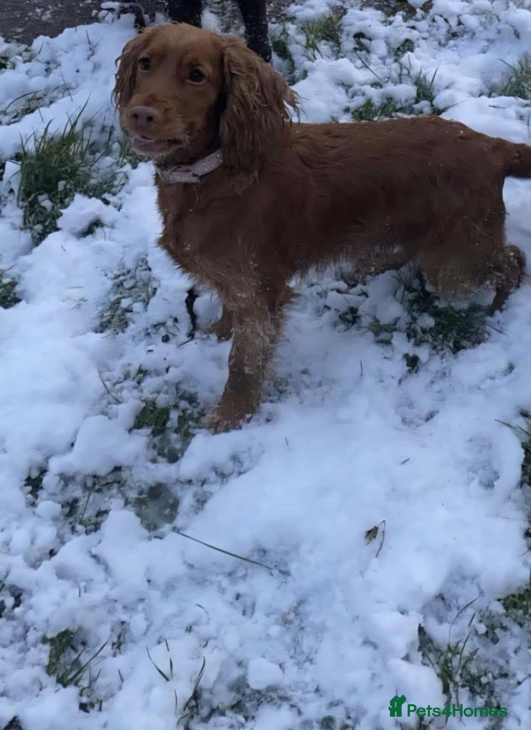 Cocker Spaniel dogs for sale: Stunning cocker spaniels for sale - Image 14