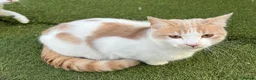 Mixed Breed cats for sale: Adorable kittens in need of a new home ☺️🥰 - Advert 4