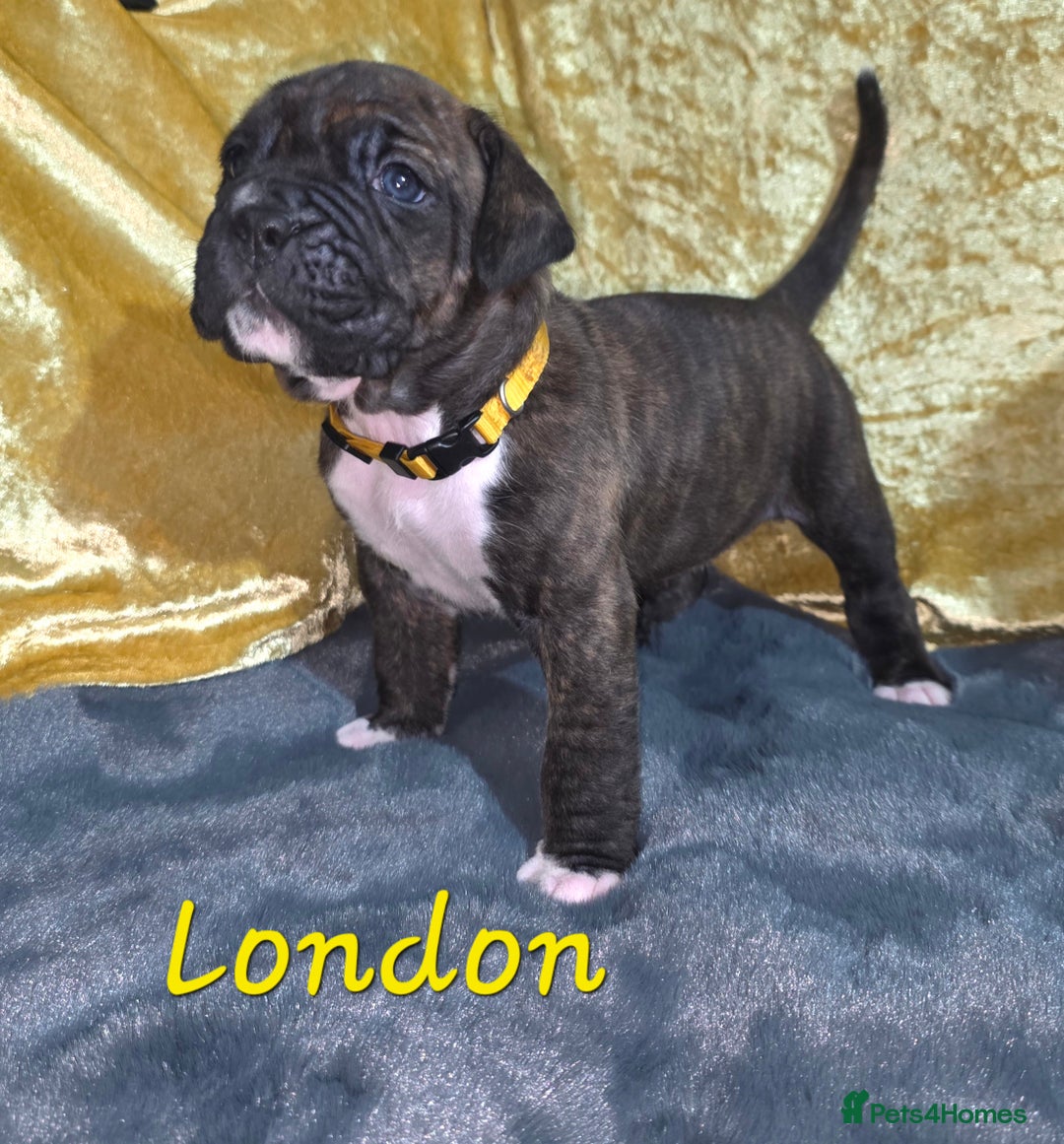 Boxer dogs for sale: Very unusual & Rare Boxer cross - Advert 30
