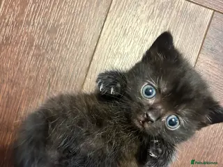 Mixed Breed cats Special Little Kitten Looking for a Loving Home - Advert 1