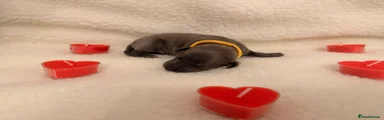 Italian Greyhound Puppy 3