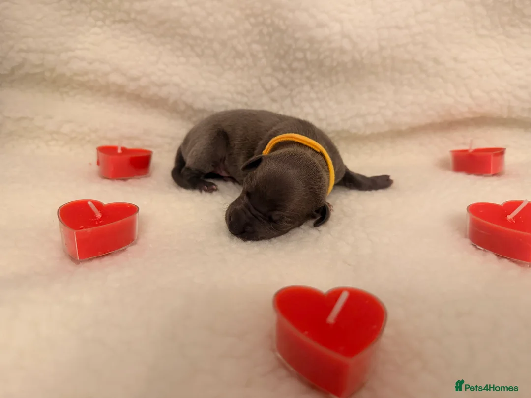 Italian Greyhound dogs for sale: Italian greyhound puppies - Advert 11