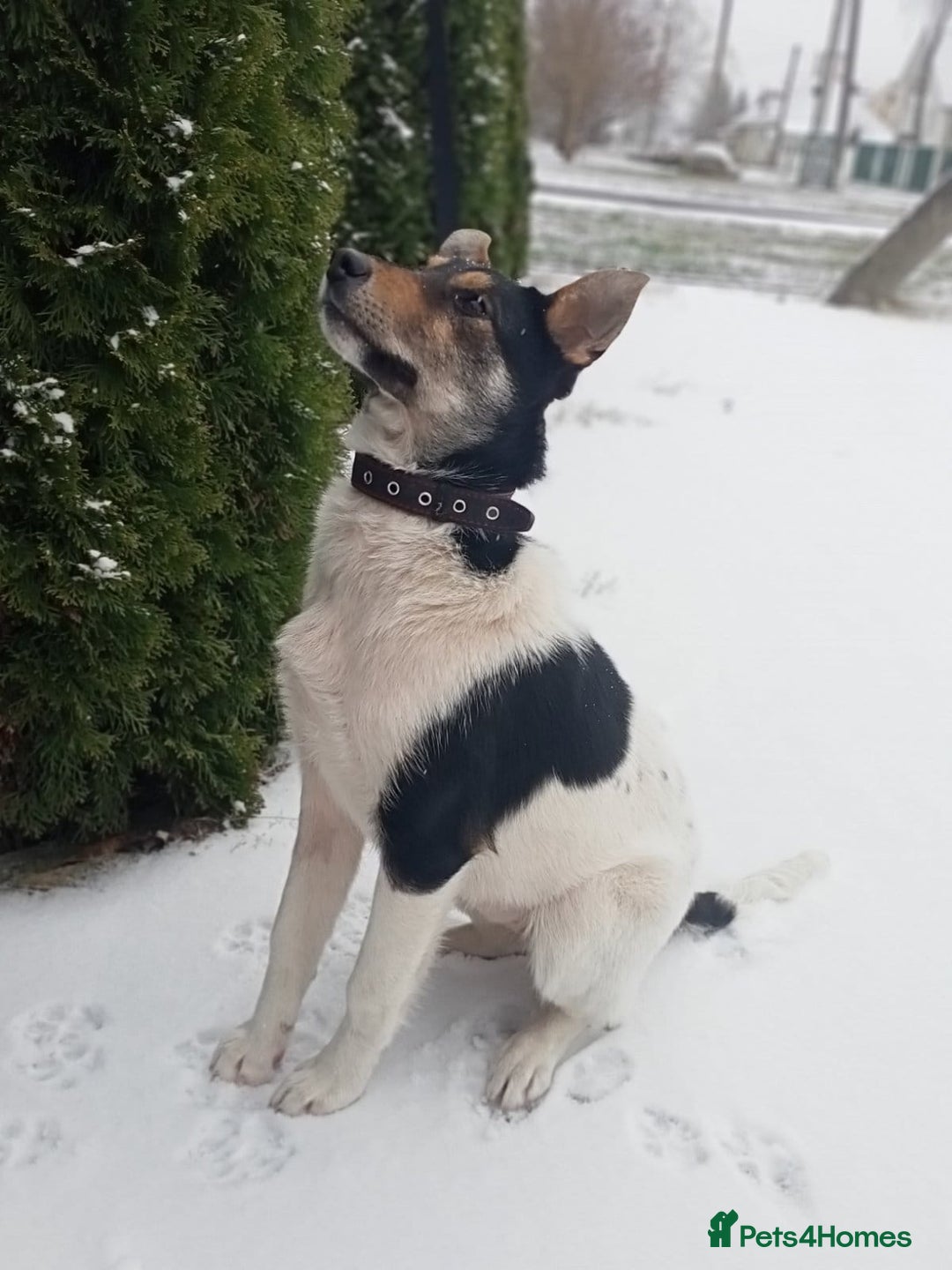 Border Collie dogs for adoption: TRISHA – Female Border Collie - Advert 4