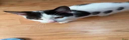 Mixed Breed cats for sale: Vinny - Advert 3