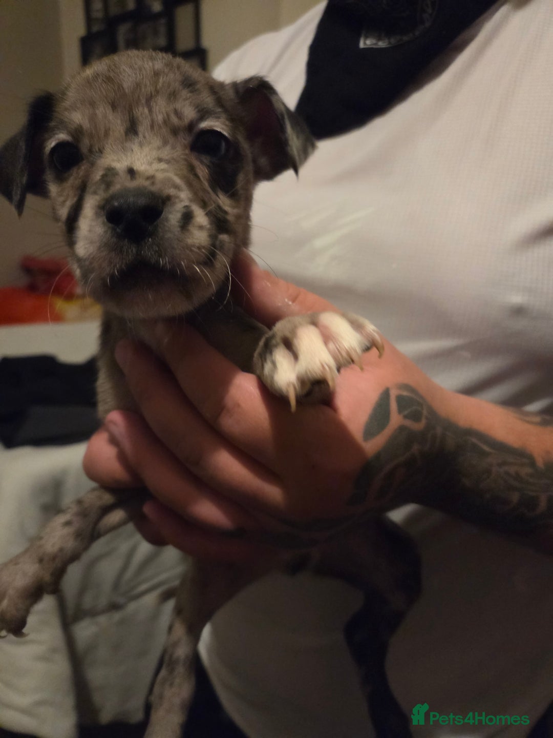 Mixed Breed dogs for sale: Puppies - Advert 7