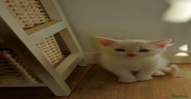 Mixed Breed cats Kittens - Advert 12