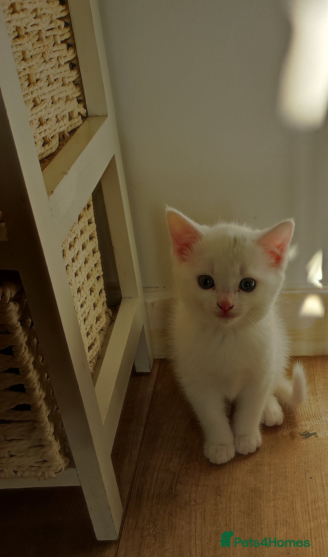 Mixed Breed cats for sale: Kittens - Advert 3