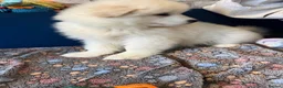Samoyed dogs for sale: 🐾puppies are ready for new happy homes🐾 - Advert 9