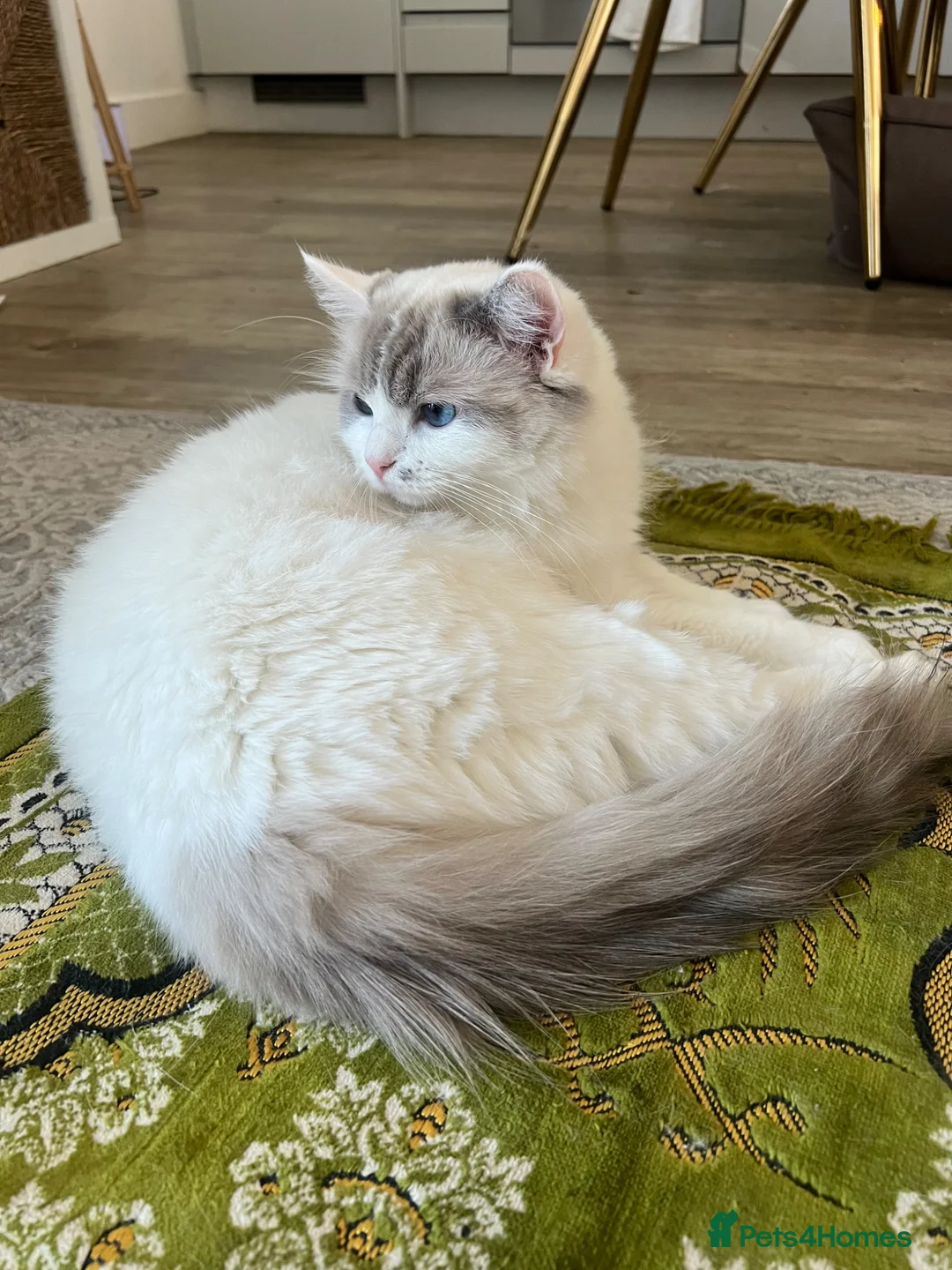 Ragdoll cats for sale: Beautiful Ragdoll Kittens – Ready for Loving Homes - Advert 11